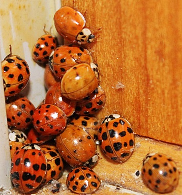 Ladybugs - Control, Extermination & Removal