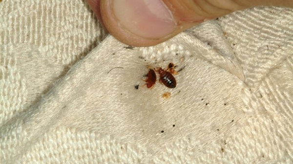 Bed Bug Exterminator Baltimore Llc