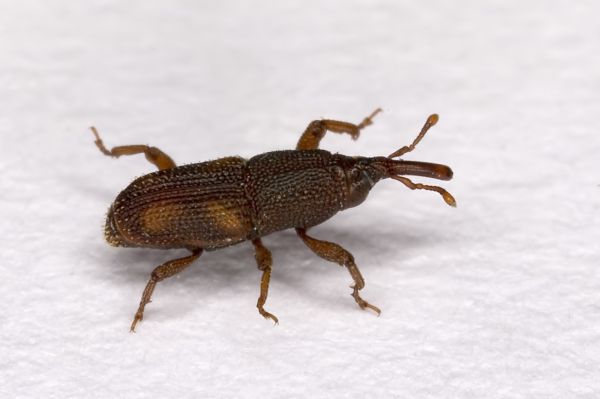 Weevil Exterminator – Rudy's Termite & Pest Control