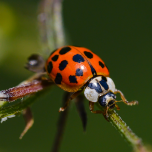A close-up of a ladybug with a red shell and black spots crawling on a green plant stem, against a blurred green background, highlights the importance of local pest management.
