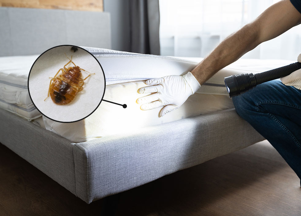 A person wearing gloves inspects the edge of a mattress with a flashlight as part of effective pest management; an inset shows a close-up of a bedbug on the mattress seam.