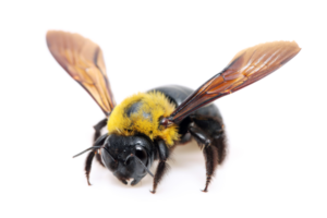 A close-up of a black and yellow carpenter bee with transparent amber wings, standing on a white background—a striking subject often encountered in pest control.