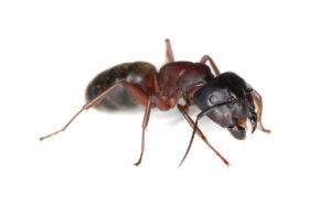A close-up of a single black and reddish-brown ant on a white background, showing its body segments, legs, and mandibles in detail—a perfect visual for pest management or pest solutions.