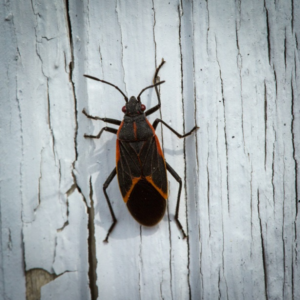 A black and orange insect with six legs is on a white, weathered, and peeling painted wooden surface—a situation where pest control may be needed to protect your property.