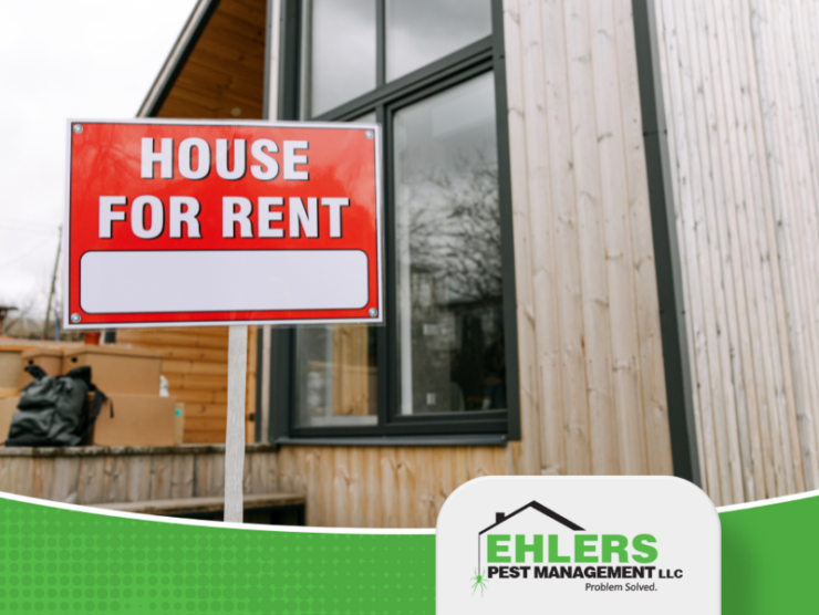 Navigating Bed Bug Issues in Rental Properties A Guide