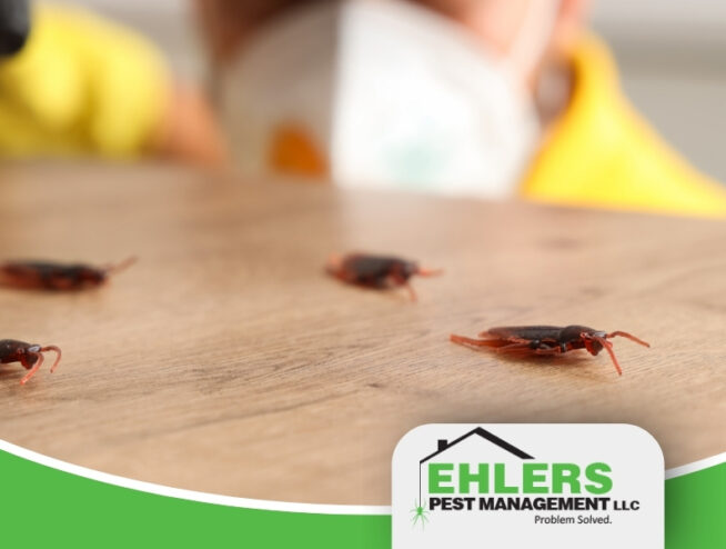 Close-up of cockroaches on a wooden surface with a blurred pest control worker in the background as they prepare for pest control. Ehlers Pest Management LLC logo is in the bottom right corner.