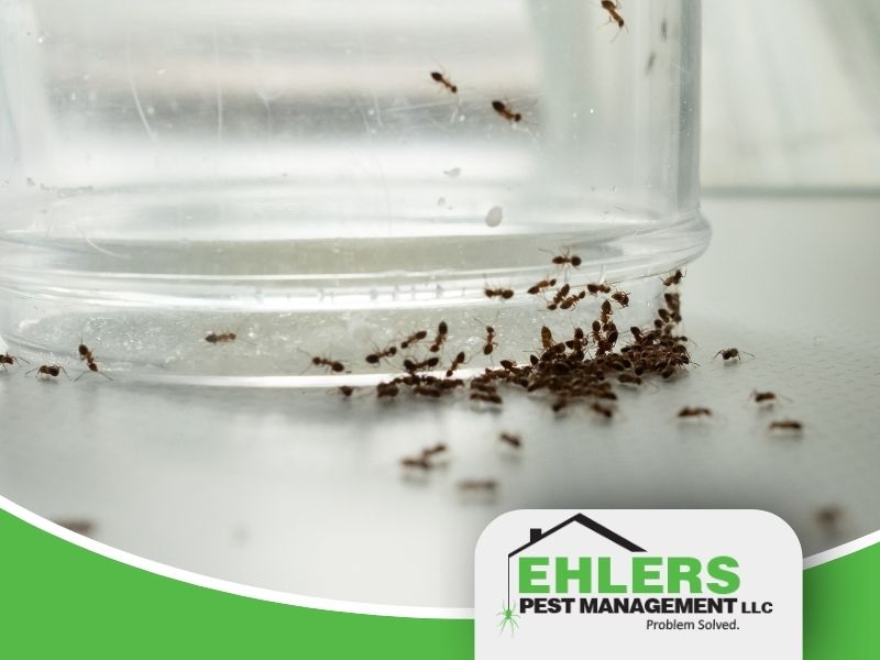 “ants in kitchen Milwaukee gathering around food source near countertop surface”