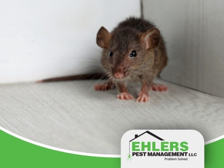 mouse on floor near wall highlighting signs of mice in walls inside home
