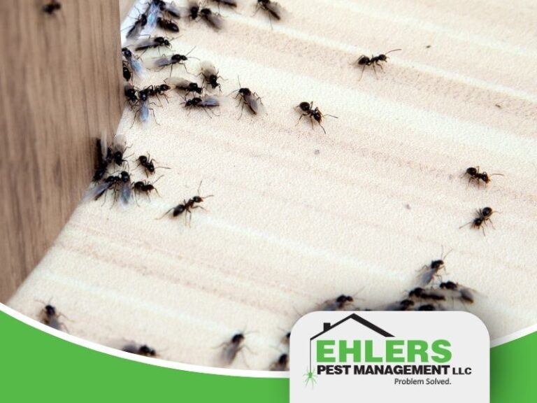 ants clustering along kitchen surface near cabinet showing how to get rid of ants in kitchen