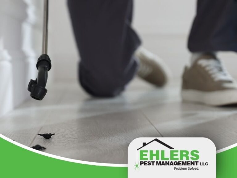 pest control cost Milwaukee example showing rodent droppings on floor in residential home