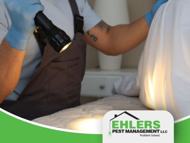 “spider control Milwaukee addressing spider web and active spider near home exterior