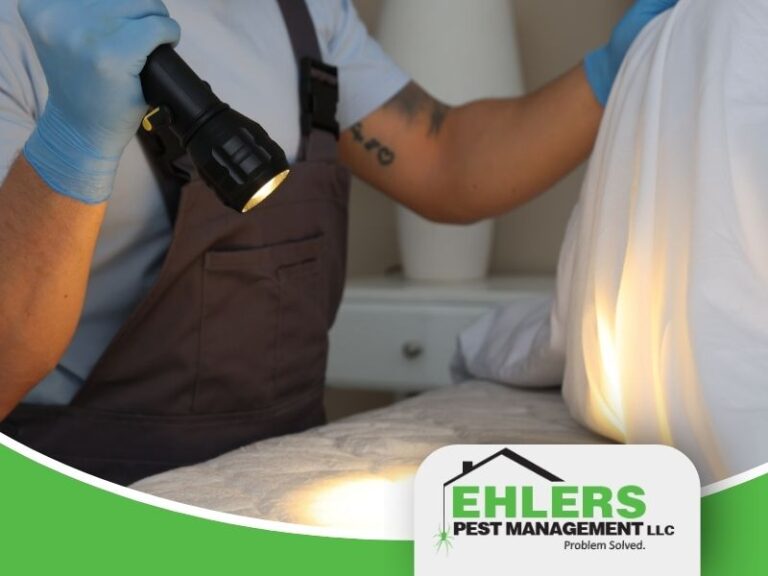 bed bug treatment Milwaukee technician inspecting mattress with flashlight for infestation