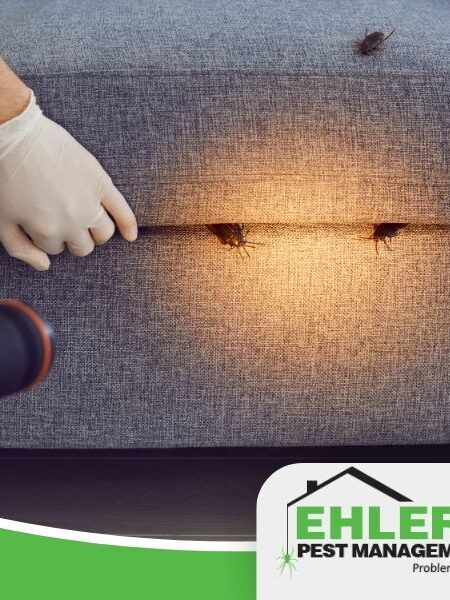 cockroach exterminator Milwaukee inspecting couch for active roach infestation with flashlight