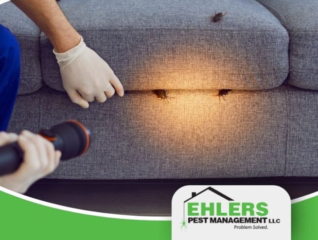 cockroach exterminator Milwaukee inspecting couch for active roach infestation with flashlight