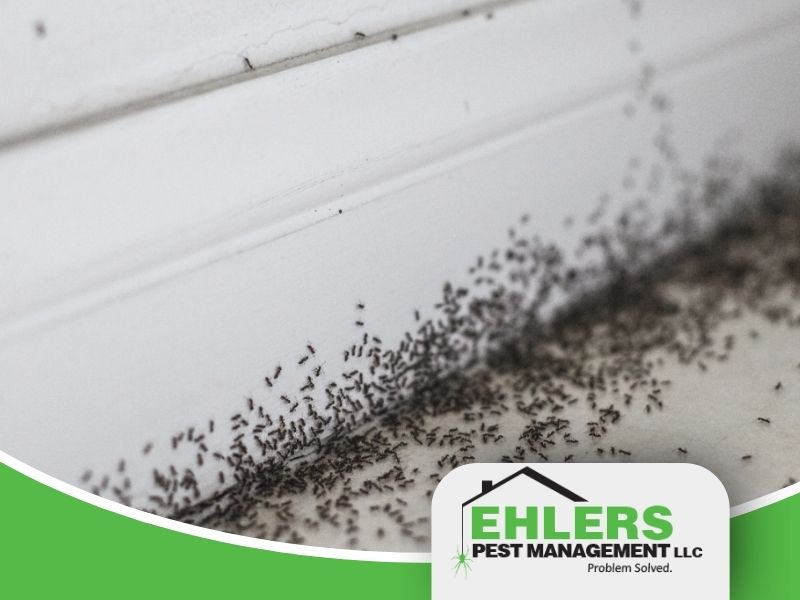 An image of a colony of ants gathering in the corner of a residential home.