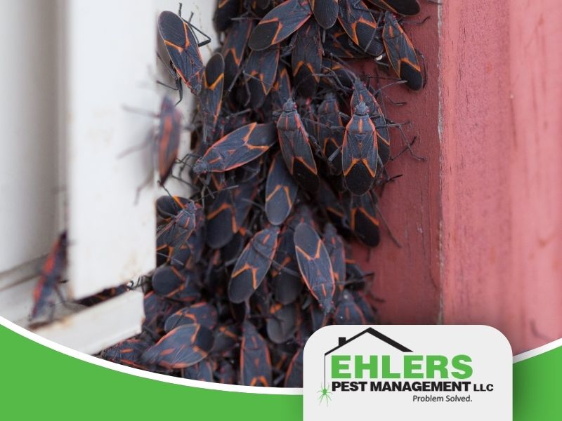 Box elder bugs gather in a window sill corner.