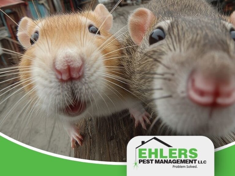 Two mice press their faces up close to a camera