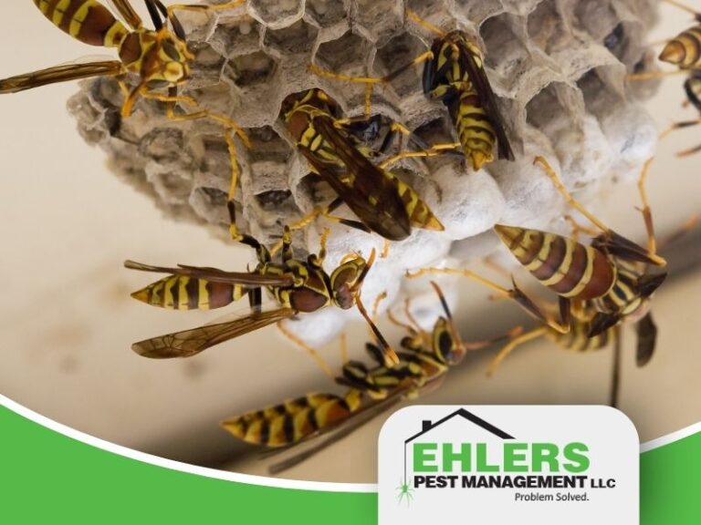 A wasp nest that requires removal on a milwaukee property.