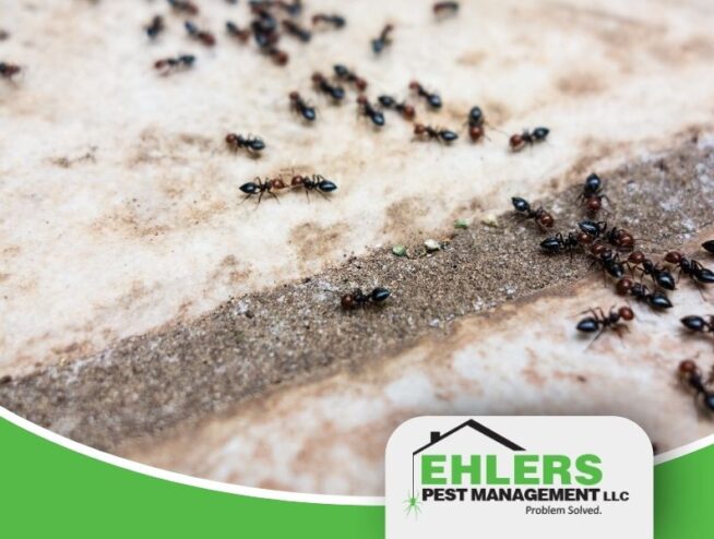 A line of black ants gather on some concrete.