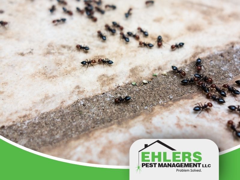 A line of black ants gather on some concrete.