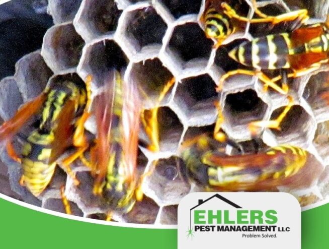 A honeycomb of wasps
