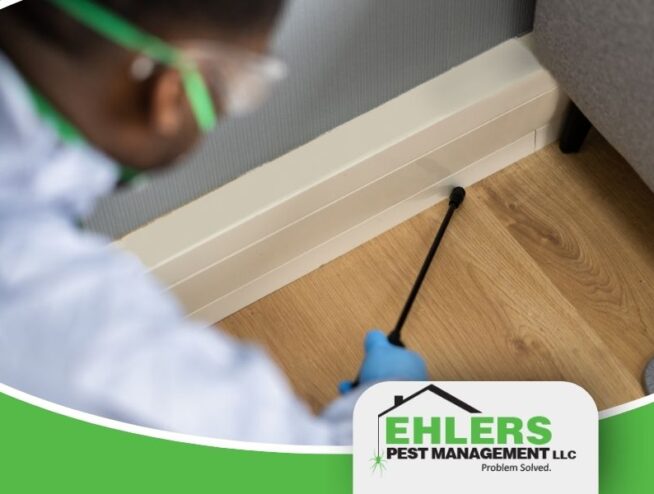 An exterminator provides pest control treatment on the floorboards of a home.