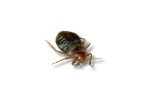 An image of a bed bug