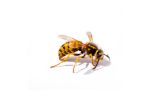 An image of a wasp