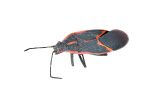 A black and red box elder bug