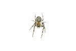 Common house spider