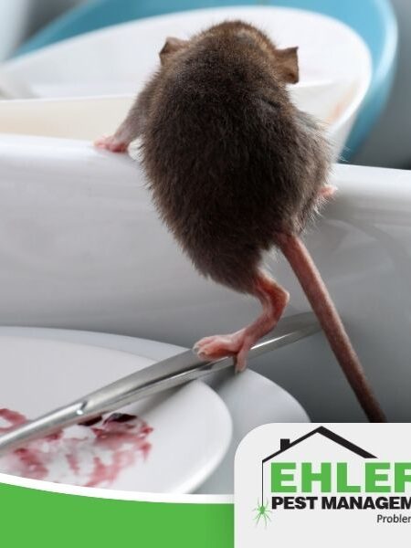 A mouse stands on dirty dishes in a sink, with leftovers on a plate—a clear sign that pest management is needed. The Ehlers Pest Management LLC logo is in the lower right corner.