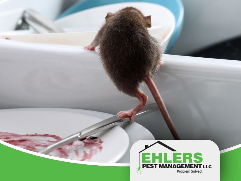 A mouse climbs on dirty dishes left in a sink.
