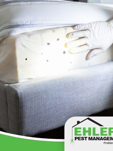 A gloved hand lifts a mattress, revealing bed bug stains underneath—a clear sign that professional pest solutions are needed. The Ehlers Pest Management LLC logo appears in the lower right corner.