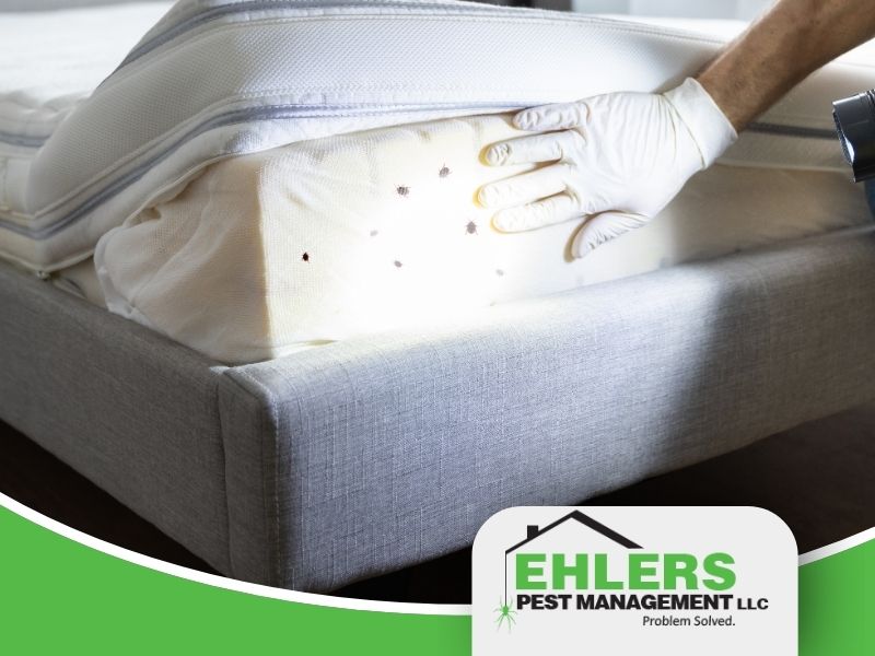 A pest control technician treats bed bugs in a home in Milwaukee