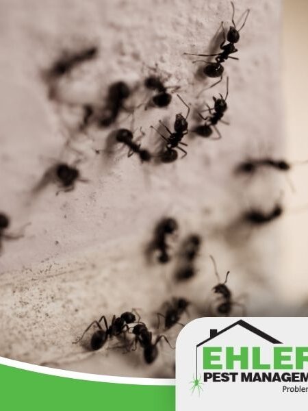 Close-up of several ants crawling on a wall, with the Ehlers Pest Management LLC logo and slogan Problem Solved. visible in the lower right corner, showcasing professional local pest management services.