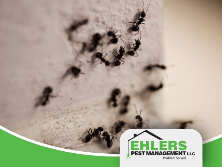 Close-up of several ants crawling on a wall, with the Ehlers Pest Management LLC logo and slogan Problem Solved. visible in the lower right corner, showcasing professional local pest management services.
