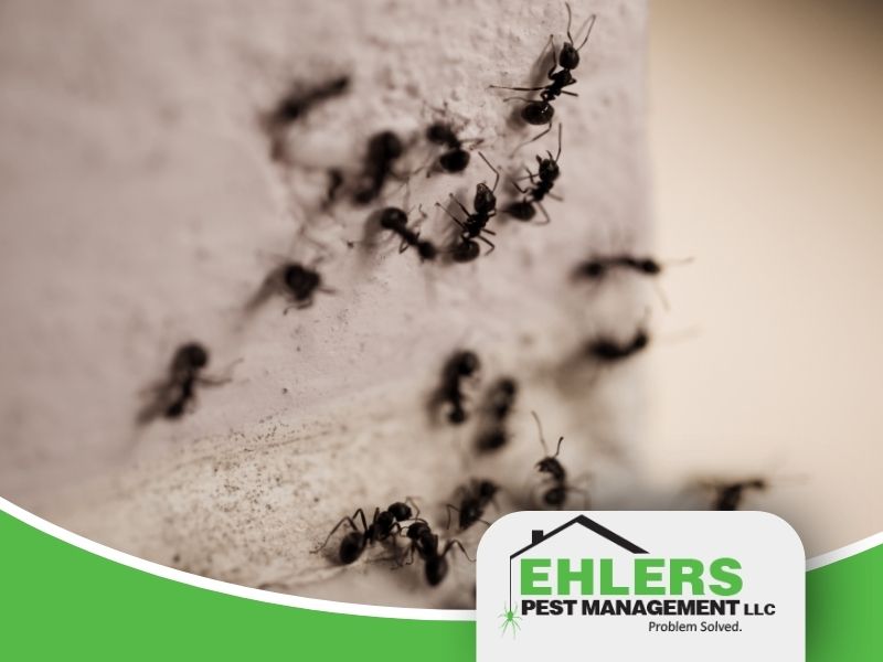 Close-up of several ants crawling on a wall, with the Ehlers Pest Management LLC logo and slogan Problem Solved. visible in the lower right corner, showcasing professional local pest management services.