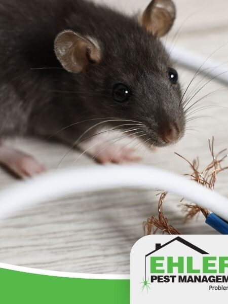 A black rat is near a chewed, exposed electrical wire on a wooden floor, highlighting the importance of professional pest management. The Ehlers Pest Management LLC logo is displayed at the bottom right corner.