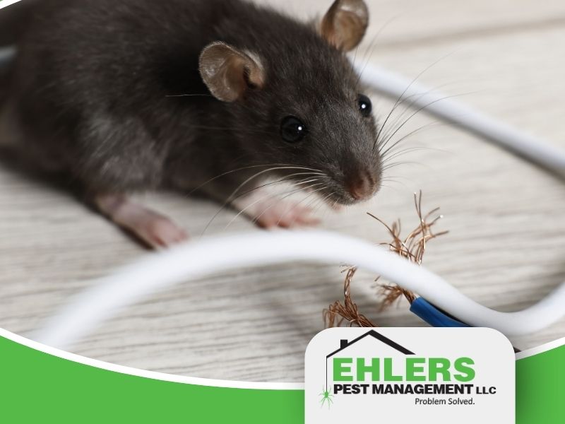 A black rat is near a chewed, exposed electrical wire on a wooden floor, highlighting the importance of professional pest management. The Ehlers Pest Management LLC logo is displayed at the bottom right corner.