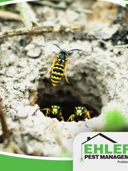 Three yellowjackets guard and enter a nest in the ground, surrounded by dirt and grass. The Ehlers Pest Management LLC logo is at the bottom right of the image, highlighting professional pest management services.
