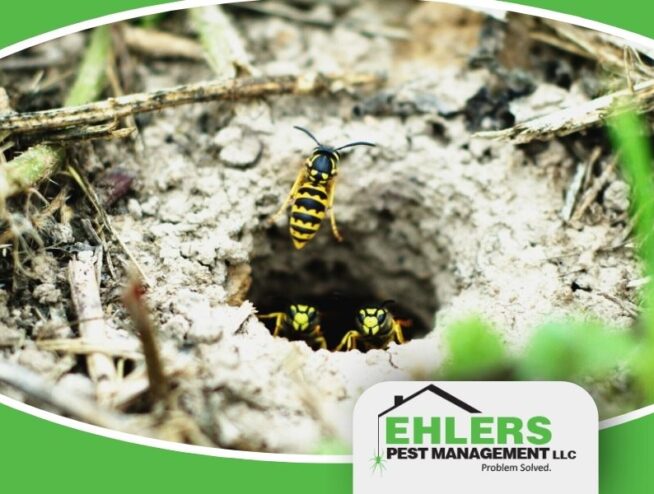 Three yellowjackets guard and enter a nest in the ground, surrounded by dirt and grass. The Ehlers Pest Management LLC logo is at the bottom right of the image, highlighting professional pest management services.