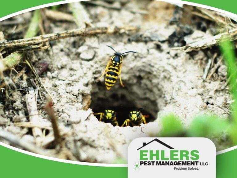 Three yellowjackets guard and enter a nest in the ground, surrounded by dirt and grass. The Ehlers Pest Management LLC logo is at the bottom right of the image, highlighting professional pest management services.