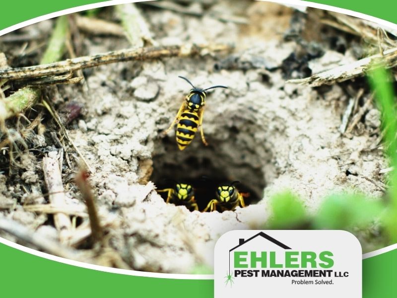 Three yellowjackets guard and enter a nest in the ground, surrounded by dirt and grass. The Ehlers Pest Management LLC logo is at the bottom right of the image, highlighting professional pest management services.