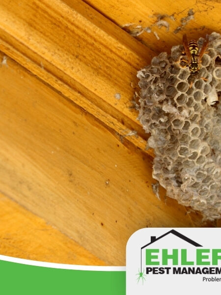 A wasp nest attached to the corner of a yellow wooden ceiling, with a wasp on it—an all-too-common sight that highlights the need for professional wasp nest removal Milwaukee services. The Ehlers Pest Management LLC logo is visible in the lower right corner.
