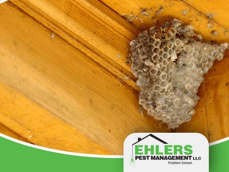 A wasp nest attached to the corner of a yellow wooden ceiling, with a wasp on it—an all-too-common sight that highlights the need for professional wasp nest removal Milwaukee services. The Ehlers Pest Management LLC logo is visible in the lower right corner.