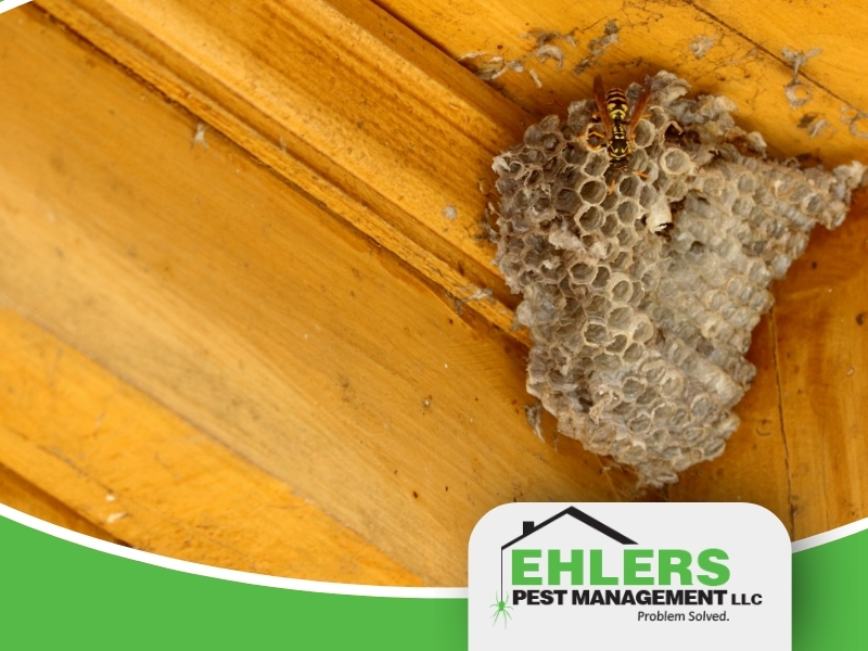 A wasp nest attached to the corner of a yellow wooden ceiling, with a wasp on it—an all-too-common sight that highlights the need for professional wasp nest removal Milwaukee services. The Ehlers Pest Management LLC logo is visible in the lower right corner.