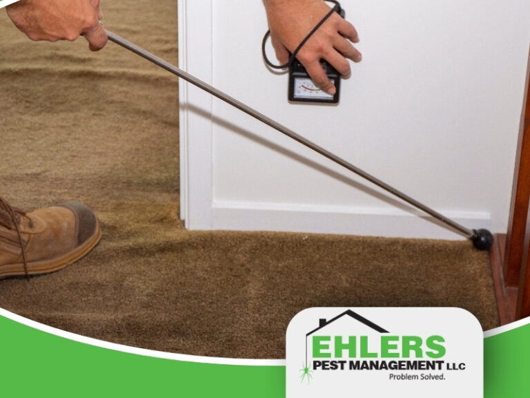 A person uses a pest inspection tool on brown carpet near a wall, performing a thorough WDI Inspection in Milwaukee. The Ehlers Pest Management LLC logo is in the bottom right corner.