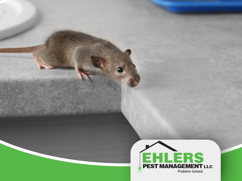 A small brown mouse leans over the edge of a gray countertop, hinting at the importance of commercial rodent control for businesses in Milwaukee. The bottom right corner shows the Ehlers Pest Management LLC logo.