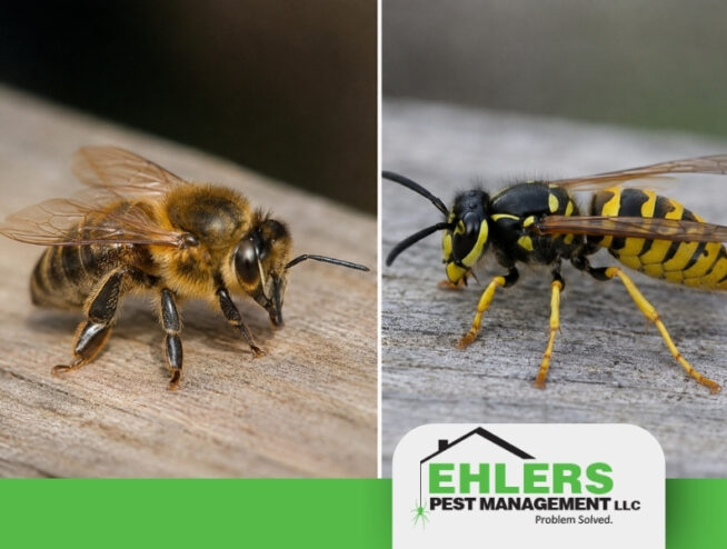 Close-up photos of a honeybee on the left and a wasp on the right, both resting on wooden surfaces, highlight the need for professional bee and wasp removal. At the bottom is the Ehlers Pest Management LLC logo.
