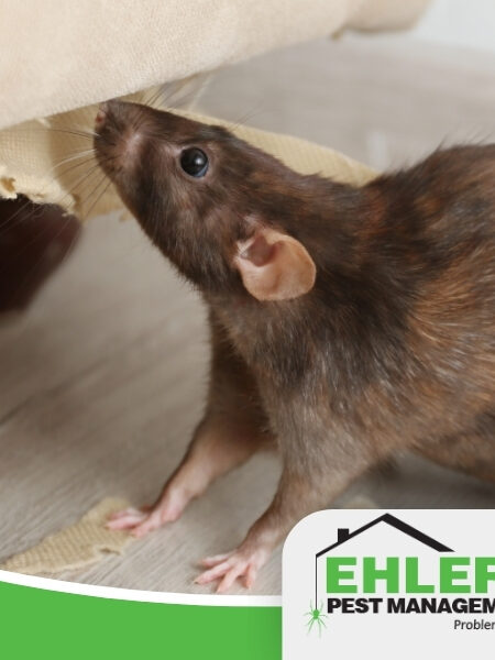 A brown rat chewing on beige furniture near a wall—potentially taking advantage of unseen mouse entry points—with an Ehlers Pest Management LLC logo in the corner.